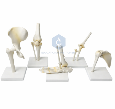 Human Joints Model – Set of 5